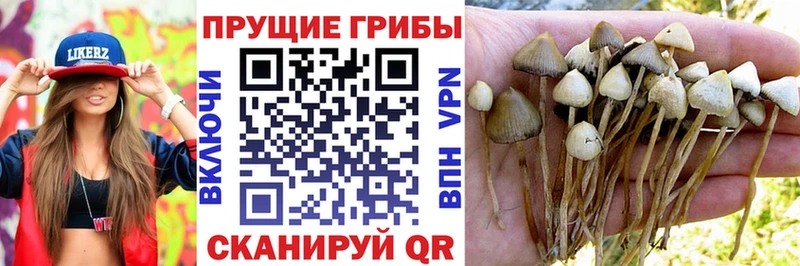 Псилоцибиновые грибы ЛСД блэк спрут ссылка Остров